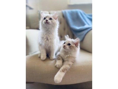 Ragdoll bebekler