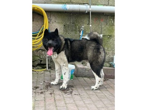 Orjinal amerikan akita yavrular