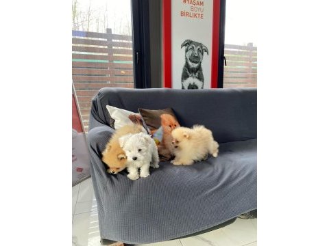 Pomeranian yavruları sizleri bekliyor