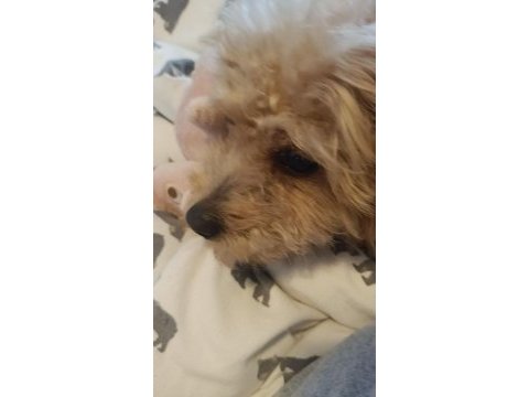 6 aylık dişi maltipoo