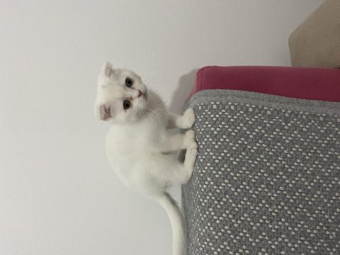 Evimizin scottish fold paşası çiko