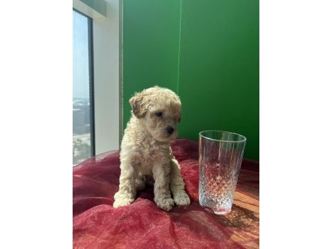 Peluş görünümlü a kalite maltipoo