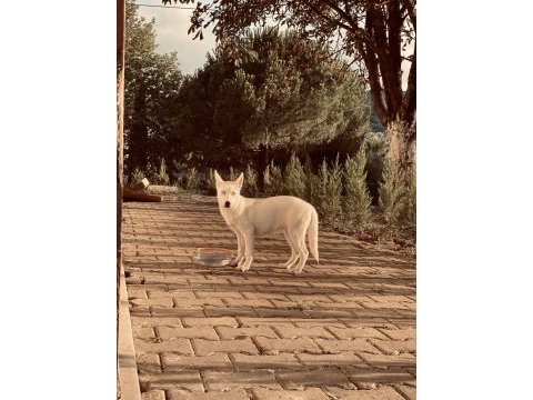 Yavru sibirya (husky)
