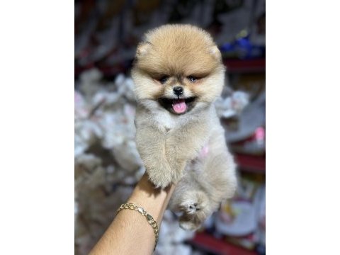 Federasyon kayıtlı pomeranian bebekler