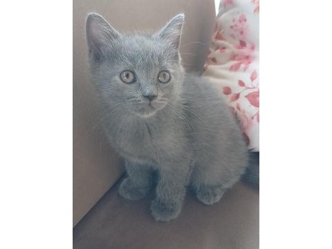 British shorthair yavrularımız