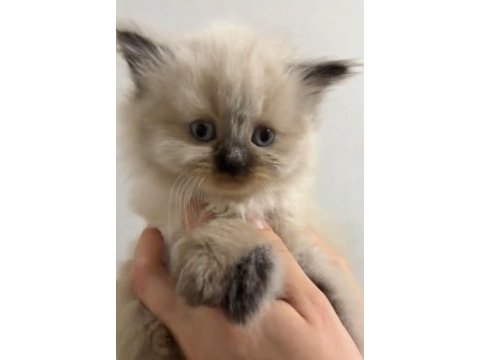 Özel bir yavru himalayan kedisi