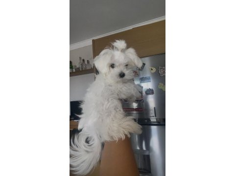 0 numara kore maltese