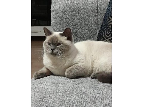 9 aylık british shorthair