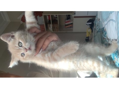 3 erkek british shorthair yavru
