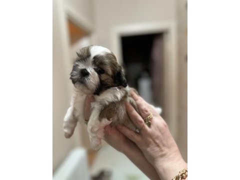 Shih-tzu ev yavrular