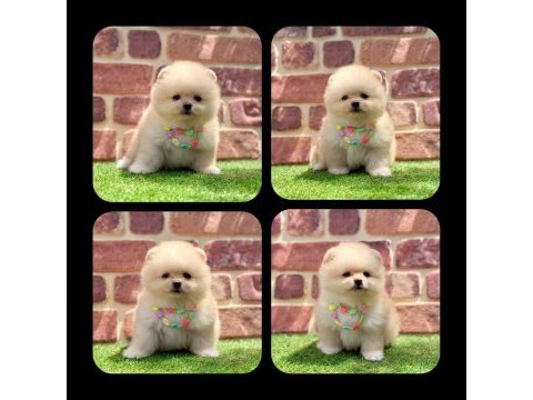 2.5 aylık pomeranian boo ayı surat