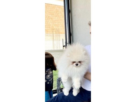 Ayıcık teddy pomeranian boo