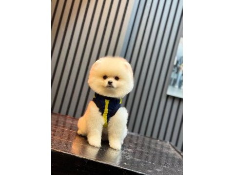 Sağlık ve ırk garantili pomeranian yavru