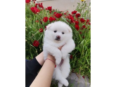 Kar beyaz pomeranian yavrular
