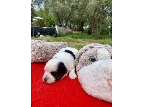 Morkie morki köpeğimiz