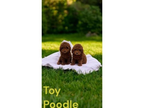 Toy poodle ev ortamında büyüyen yavrumuz