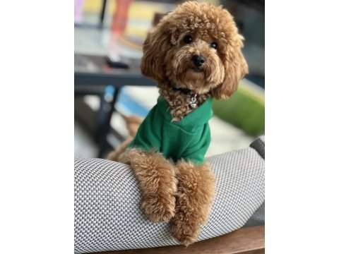 Orjinal ırk toy poodle dişi aranıyor izmirde