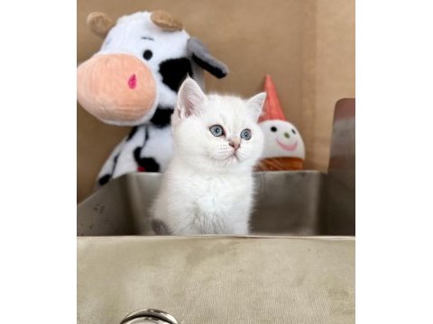 British shorthair bebekler