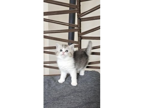 Sevimli brıtısh shorthair yavrular