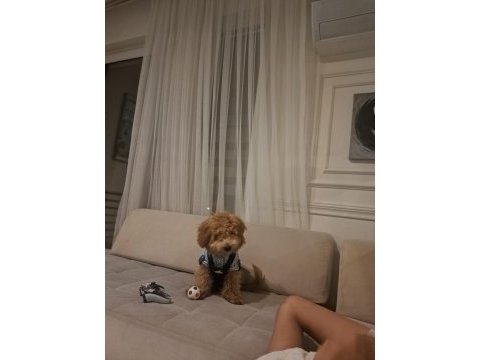 Poodle köpeğimiz tarçına yuva arıyoruz