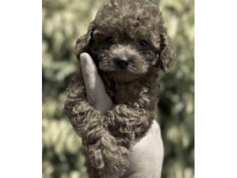 Toy poodle için ulaşın