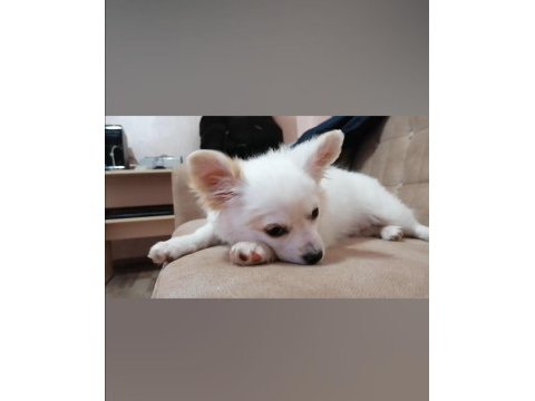 Mini boy şivava köpekler