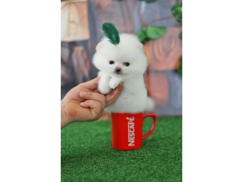 Orjinal pomeranian boo yavrular