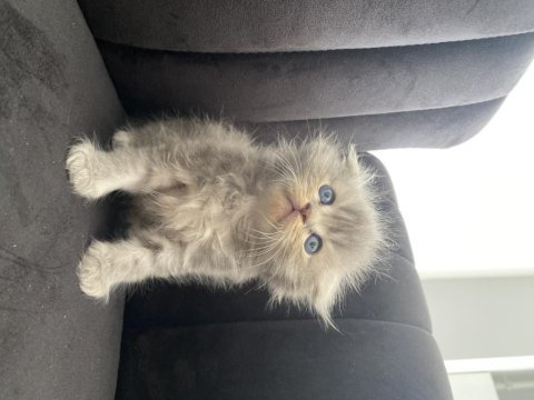 Scottish fold longhair