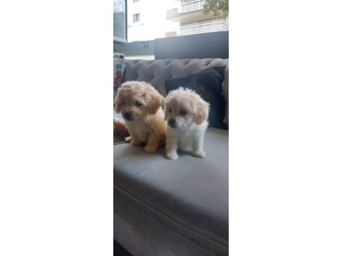 Sevimli maltipoo patiler