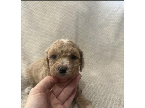 Maltipoo yavrular