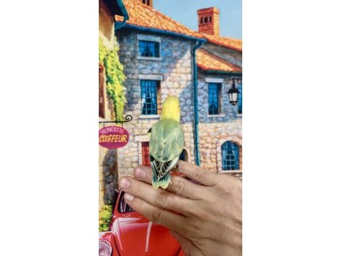 Cennet papağanı yavru (üst mutasyon)