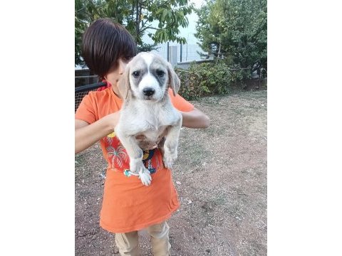 Kırma terrier anneden 5 tatlış yavru