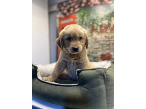 Golden retriever erkek yavrumuz @petclubadanaa