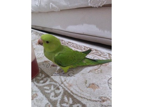 Pakistan papağanı 5 aylık