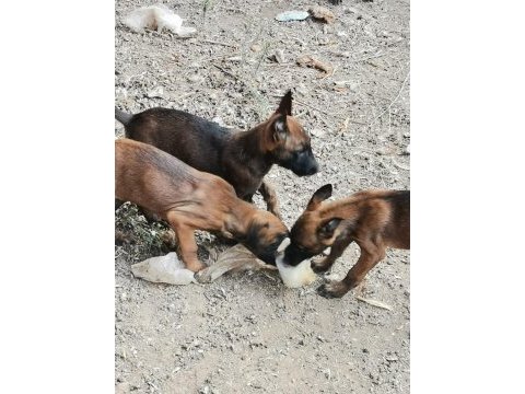 Belçika malinois köpekler