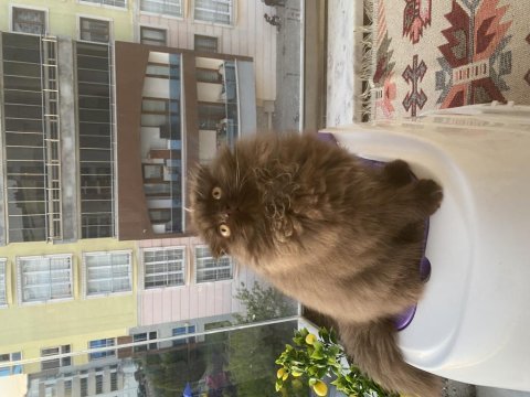 British shorthair show kediler bicolor çikolata