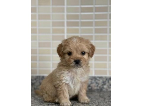 3 aylık dişi maltipoo