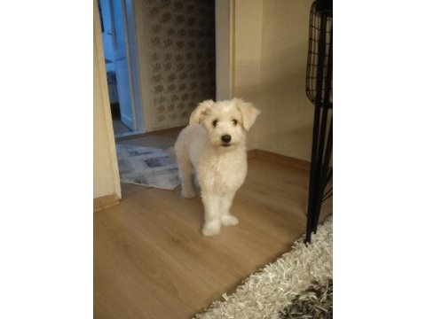 Şilamıza yeni yuva arıyoruz maltese terrier