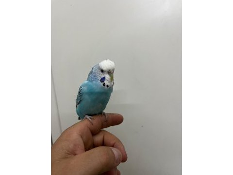 Konuşan dişi muhabbet kuşu