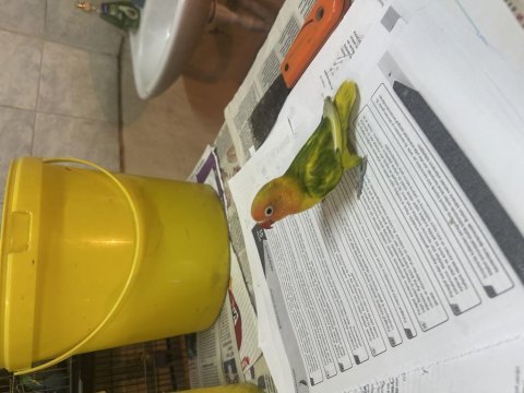 Mutasyon renk güzeli cennet papağanı
