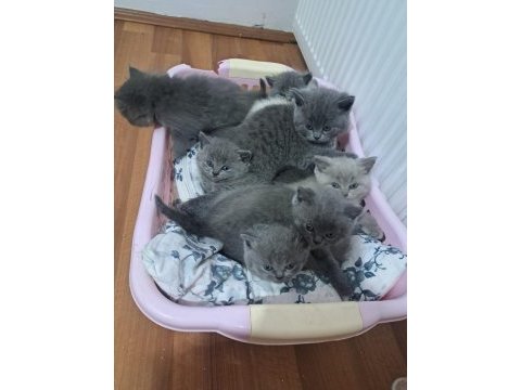 Benim british shorthair güzelliklerim
