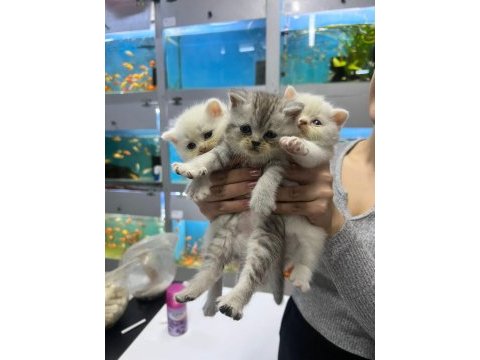British shorthair erkek ve dişiler