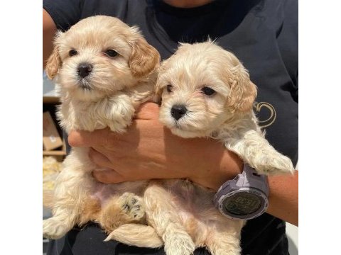 Dünya tatlısı maltipoo yavruları