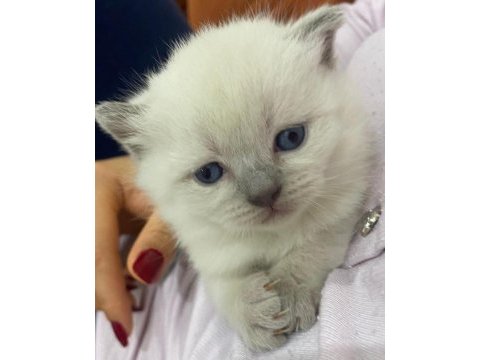 Çakır gözlü kar beyazı renk scottish fold