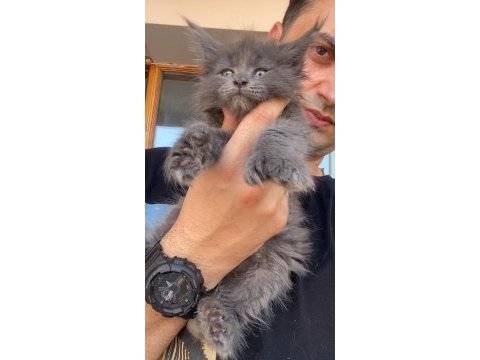 2 erkek poly 1 dişi siyah duman dişi kedimiz