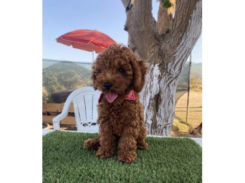 Aşılı poodle köpeğimiz