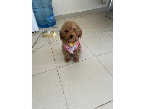 4 aylık dişi toy poodle yavru