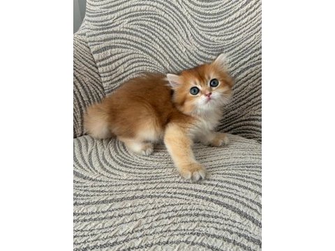 Birbirinden kaliteli golden british longhair yavrular
