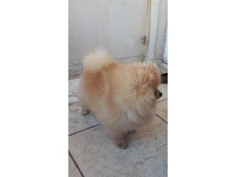 Orjinal yurt dışı karneli pomeranian erkek