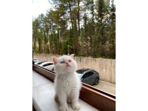 British shorthair red point